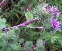 greater burdock