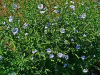 common flax