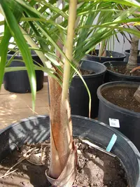 Dypsis lastelliana
