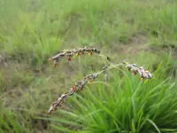 Cockatoo grass (Alloteropsis semialata) plant