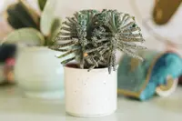 Kalanchoe delagoensis
