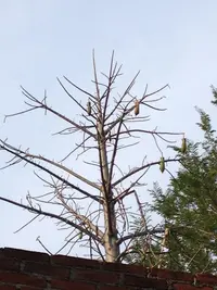bonete (Jacaratia mexicana) plant