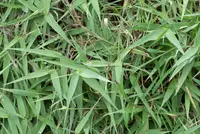 Arundo formosana