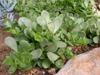 trailing jade