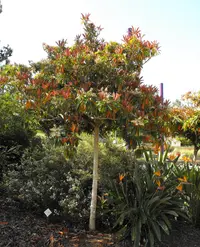 Bronze loquat