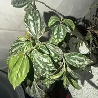 Watermelon Pilea photo by a Botan App user