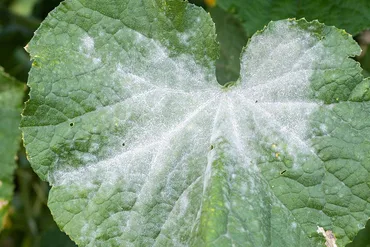 Powdery Mildew