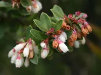 Andean blueberry