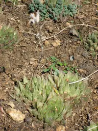 Glassrim Haworthia