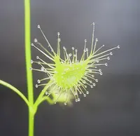 Shield Sundew