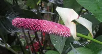 Anthurium nymphaeifolium