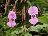 Himalayan balsam