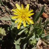 spearleaf agoseris (Agoseris retrorsa) plant
