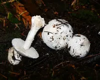 Western Woodland Lepidella (Amanita silvicola) plant