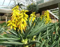 Maiden Quiver Tree (Aloidendron ramosissimum) plant