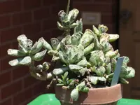 Plover Eggs Plant