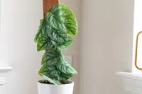 Monstera dubia