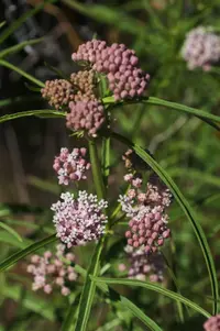narrow-leaf milkweed (Asclepias fascicularis) plant