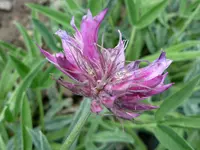 Trifolium attenuatum plant