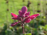 roseleaf sage (Salvia involucrata) plant