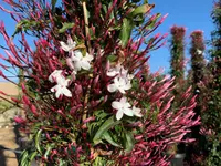 Jasminum polyanthum
