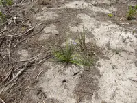 Common Grasslily