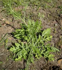 Santa Maria feverfew