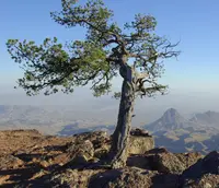 Mexican pinyon