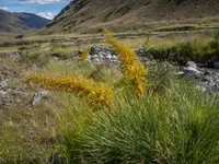 Aciphylla glaucescens (Aciphylla glaucescens) plant