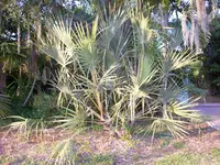 Ilala palm