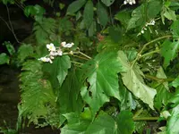 Formosana begonia