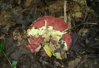 Boletus roodyi