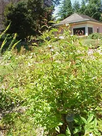 Bowman's root (Gillenia trifoliata) plant