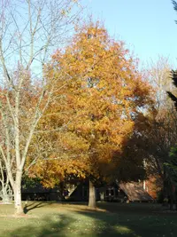 willow oak (Quercus phellos) plant