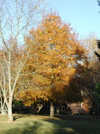 willow oak (Quercus phellos) plant