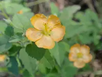 Texas Indian mallow (Abutilon fruticosum) plant