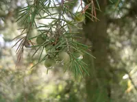 Temple Juniper