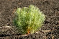 Pinus