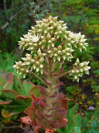 Aeonium davidbramwellii (Aeonium davidbramwellii) plant