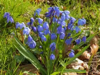 Siberian squill