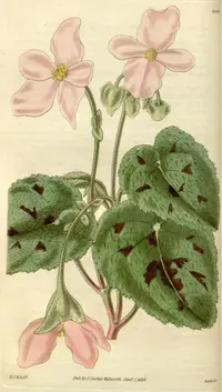 painted leaf begonia