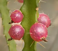 Pfeiffera ianthothele