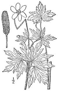 candle anemone