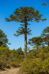 Monkey puzzle tree
