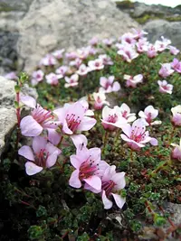 purple mountain saxifrage (Saxifraga oppositifolia) plant