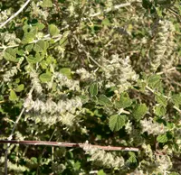 Wright's beebrush