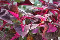 Beefsteak Plant (Perilla 'Magilla') plant