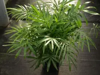 Chamaedorea elegans plant