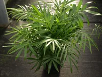 Chamaedorea elegans plant