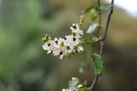 Maidenhair vine (Muehlenbeckia complexa) plant